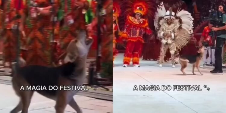 Cachorro caramelo invade arena e vira atração durante apresentação do Garantido em Parintins
