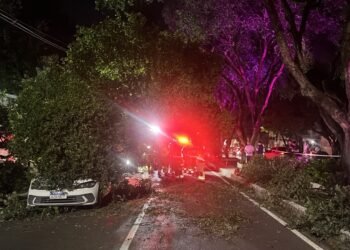 Árvore cai e atinge veículos na avenida Getúlio Vargas, em Manaus
