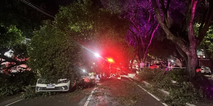 Árvore cai e atinge veículos na avenida Getúlio Vargas, em Manaus