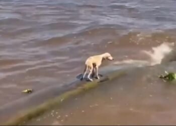 Cadela é resgatada após ser encontrada à deriva em tronco no Rio Amazonas
