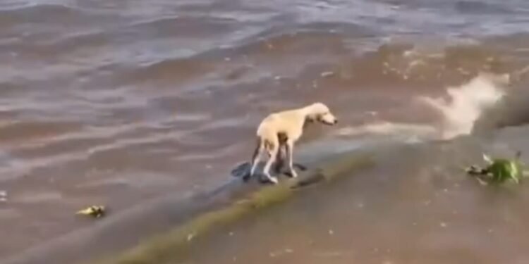 Cadela é resgatada após ser encontrada à deriva em tronco no Rio Amazonas