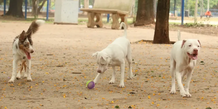 Lei torna crime exercício ilegal da medicina veterinária