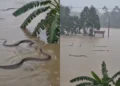 Enchentes na China provocam fuga de cerca de 900 serpentes e colocam moradores em alerta