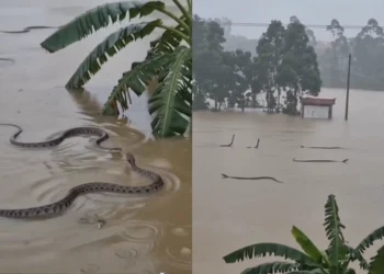 Enchentes na China provocam fuga de cerca de 900 serpentes e colocam moradores em alerta