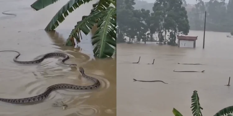Enchentes na China provocam fuga de cerca de 900 serpentes e colocam moradores em alerta