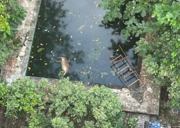 Segunda capivara morre afogada em piscina de casa abandonada em Manaus