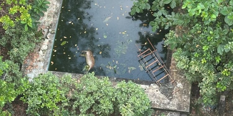 Segunda capivara morre afogada em piscina de casa abandonada em Manaus