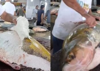 Tambaqui gigante Coari
