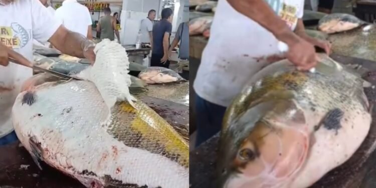 Tambaqui gigante Coari