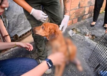 Homem é preso por maus-tratos contra cães encontrados em situação de abandono no Alvorada, em Manaus