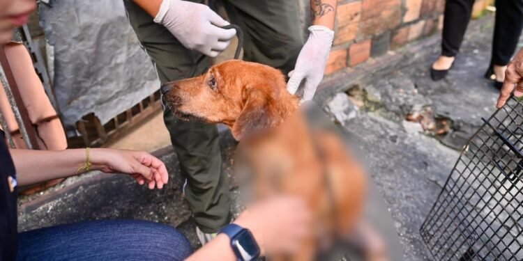 Homem é preso por maus-tratos contra cães encontrados em situação de abandono no Alvorada, em Manaus