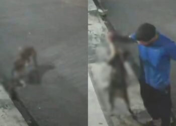 Vídeo mostra pitbull matando gato enquanto tutor apenas observa ataque em Manaus