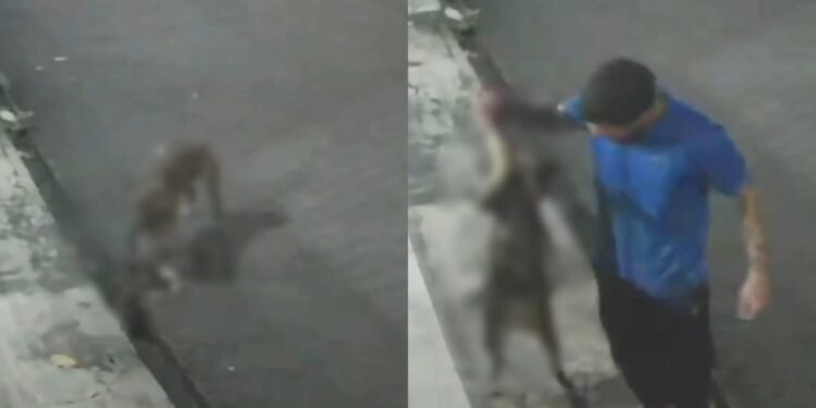 Vídeo mostra pitbull matando gato enquanto tutor apenas observa ataque em Manaus