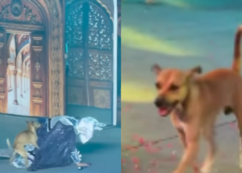 Cachorro caramelo chama atenção do público em Manaus - (Foto: Reprodução/Manaus)