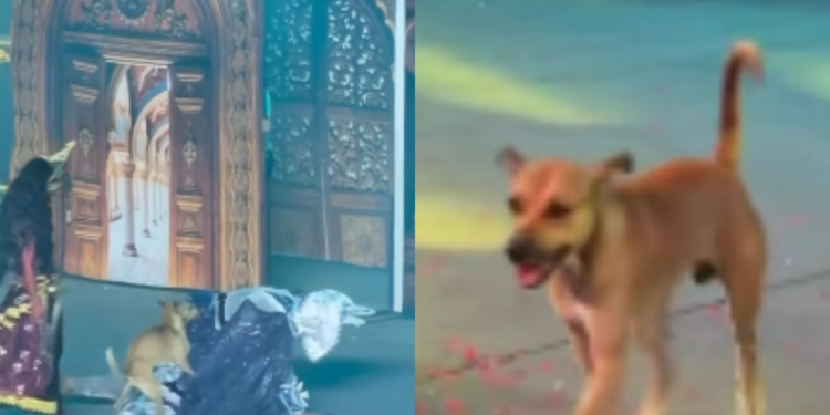 Cachorro caramelo chama atenção do público em Manaus - (Foto: Reprodução/Manaus)
