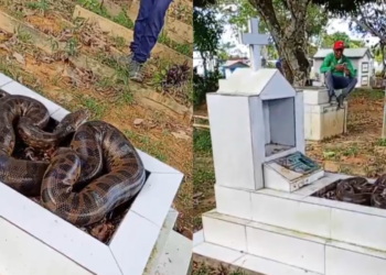 Cobra é encontrada em sepulturas no Cemitério - (Foto: Reprodução/Redes Sociais)