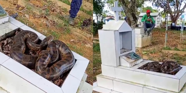 Cobra é encontrada em sepulturas no Cemitério - (Foto: Reprodução/Redes Sociais)