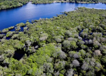 Alertas de desmatamento na Amazônia caem 35% em junho de 2026