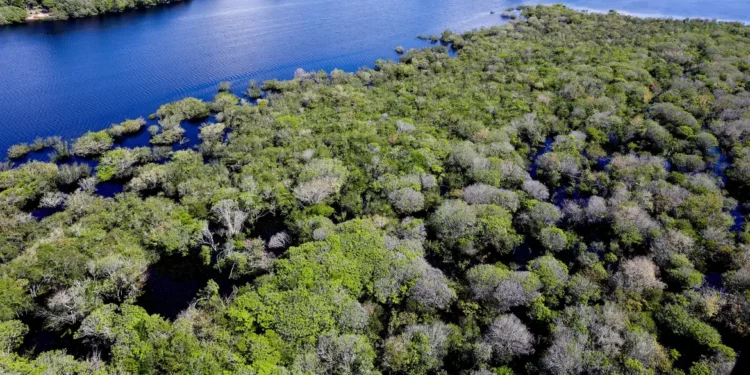 Alertas de desmatamento na Amazônia caem 35% em junho de 2026