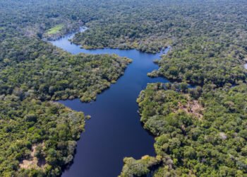 Desmatamento lidera investigações de crimes ambientais no Amazonas, aponta estudo