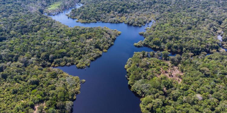 Desmatamento lidera investigações de crimes ambientais no Amazonas, aponta estudo