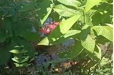 Jovem desaparece durante mergulho no Rio Negro e é encontrado morto em Manaus