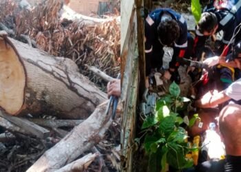 Idoso morre após ser atingido por árvore na zona Leste de Manaus