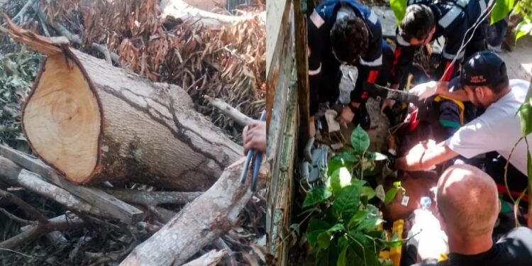 Idoso morre após ser atingido por árvore na zona Leste de Manaus
