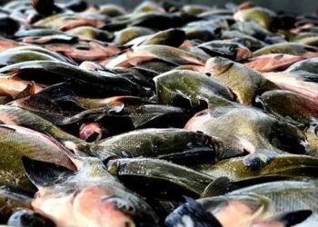Tambaqui entra na lista de espécies ameaçadas de extinção no Brasil