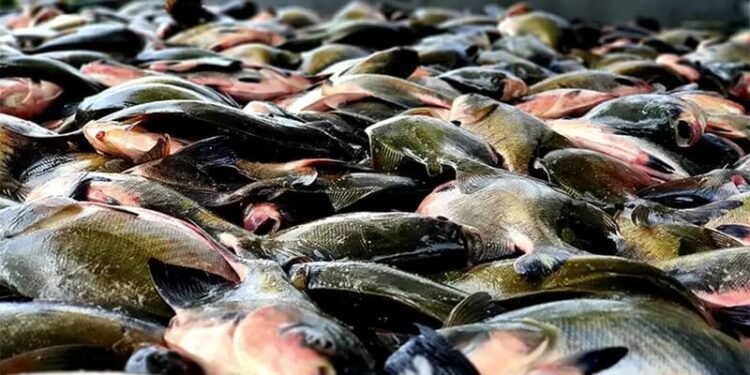 Tambaqui entra na lista de espécies ameaçadas de extinção no Brasil