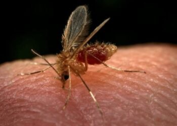 Casos de leishmaniose aumentam quase 20% no Amazonas em 2026