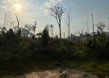 MPAM processa pai e filho por incêndio que atingiu quase 800 hectares em Manicoré