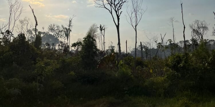 MPAM processa pai e filho por incêndio que atingiu quase 800 hectares em Manicoré