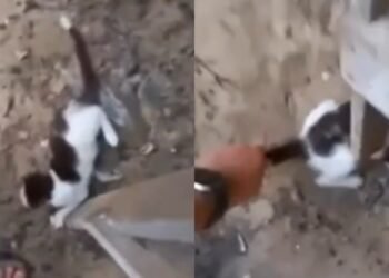 Vídeo mostra adolescente agredindo gato em Itacoatiara; Polícia Civil investiga caso