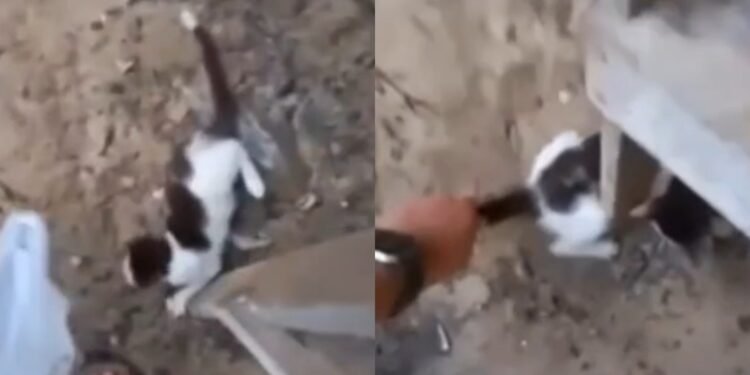 Vídeo mostra adolescente agredindo gato em Itacoatiara; Polícia Civil investiga caso