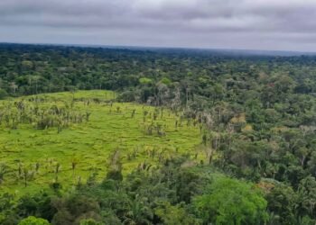 Imazon aponta desmatamento zero em 60% de terras indígenas na Amazônia