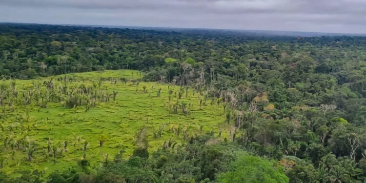Imazon aponta desmatamento zero em 60% de terras indígenas na Amazônia