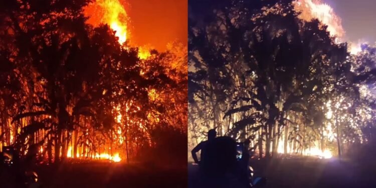 incendio caapiranga
