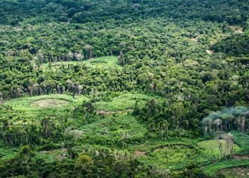 Amazônia: indígenas catalogam espécies para proteger biodiversidade