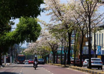 Dia da Árvore: arborização aparece de formas diferentes nos planos dos candidatos ao Governo do Amazonas