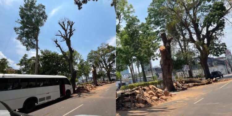 Árvores cortadas manaus