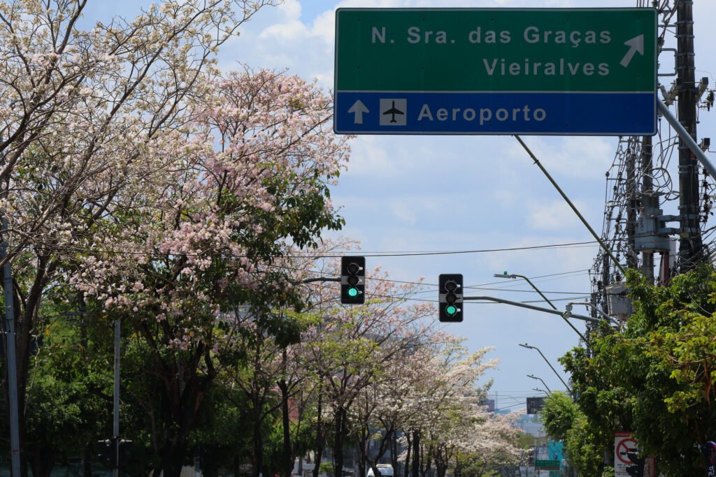 Ipês em Manaus