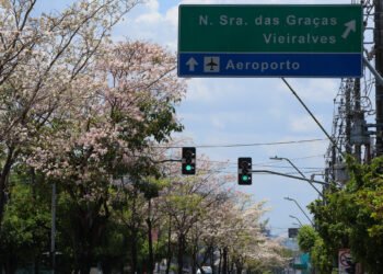 Ipês em Manaus
