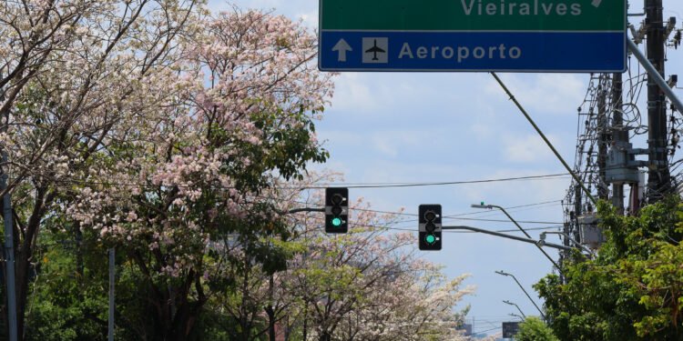 Ipês em Manaus