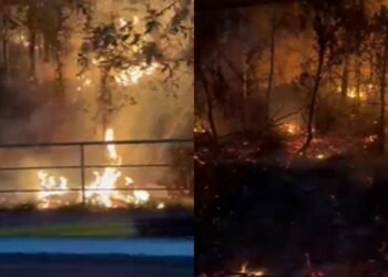 Incêndio atinge área de vegetação na zona Norte de Manaus