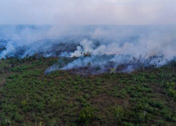 Justiça Federal dá prazo de 10 dias para Governo do Amazonas explicar ações contra queimadas