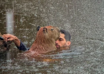 Caso Filó: decisão judicial sobre capivara gera críticas de deputada em meio a queimadas no Amazonas