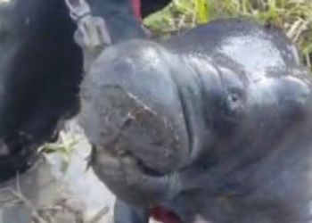 Filhote de peixe-boi morre horas após ser resgatado - (Foto: Reprodução/ Redes Sociais)