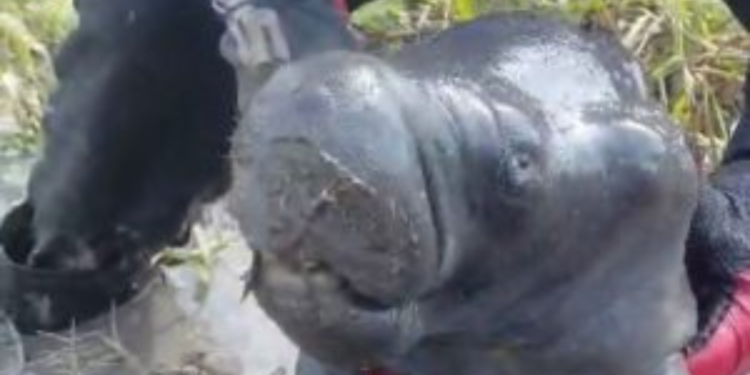 Filhote de peixe-boi morre horas após ser resgatado - (Foto: Reprodução/ Redes Sociais)