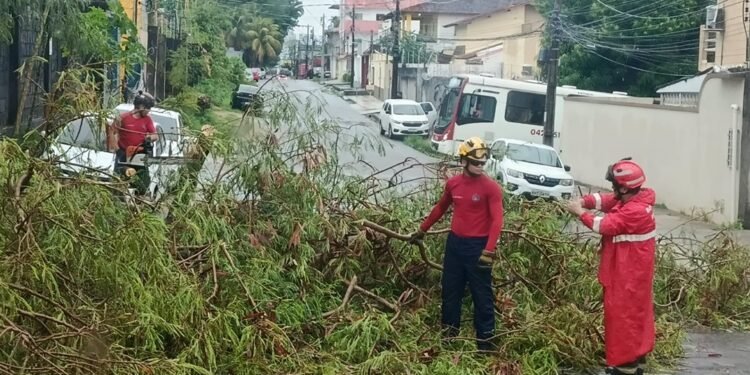Vídeos temporal derruba árvores, rompe fios e causa transtornos em Manaus